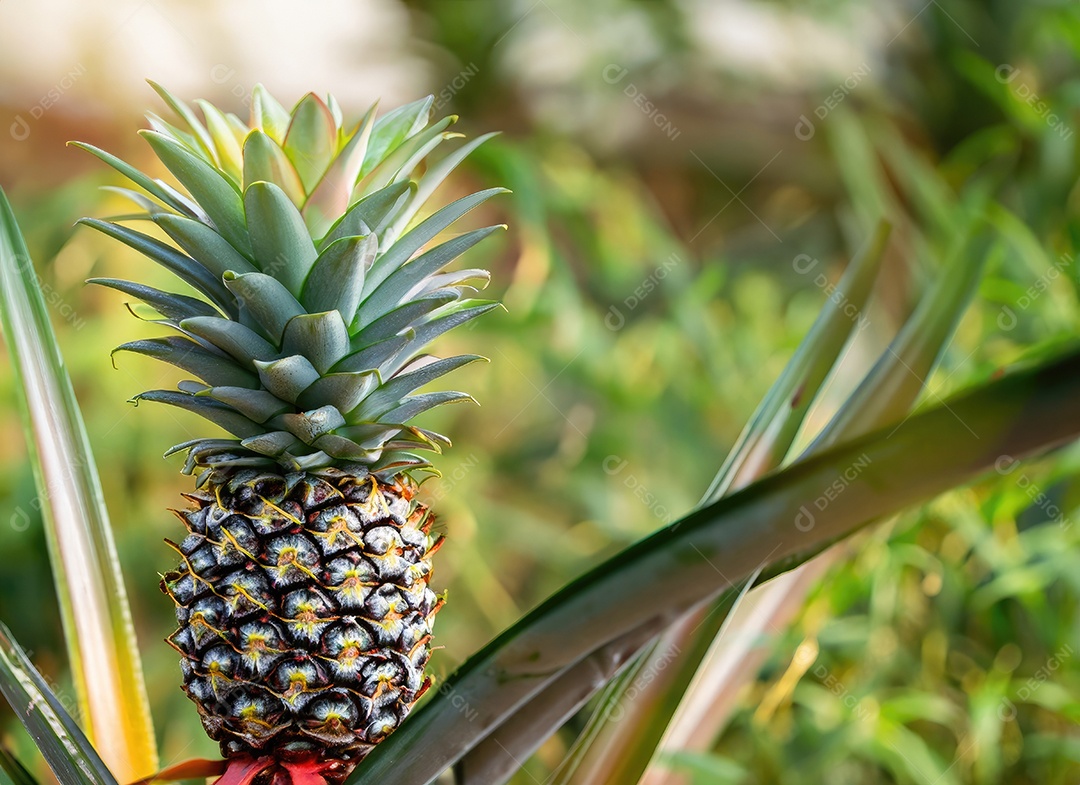 Abacaxi cresce em uma árvore