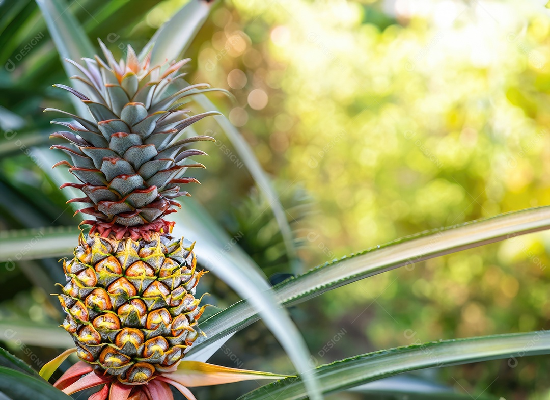 Abacaxi cresce em uma árvore