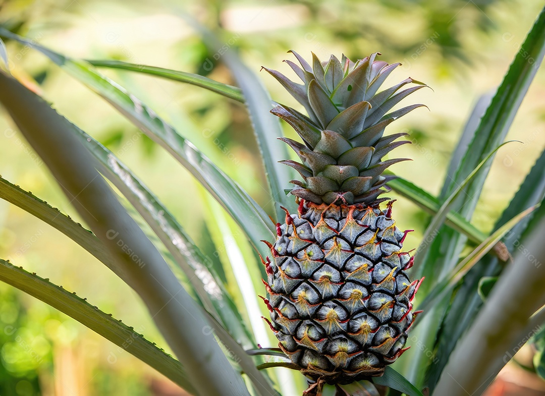 Abacaxi cresce em uma árvore