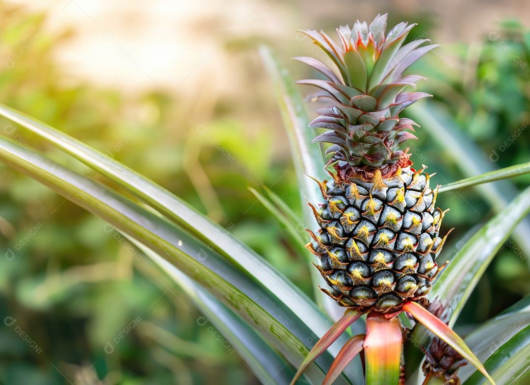 Abacaxi cresce em uma árvore