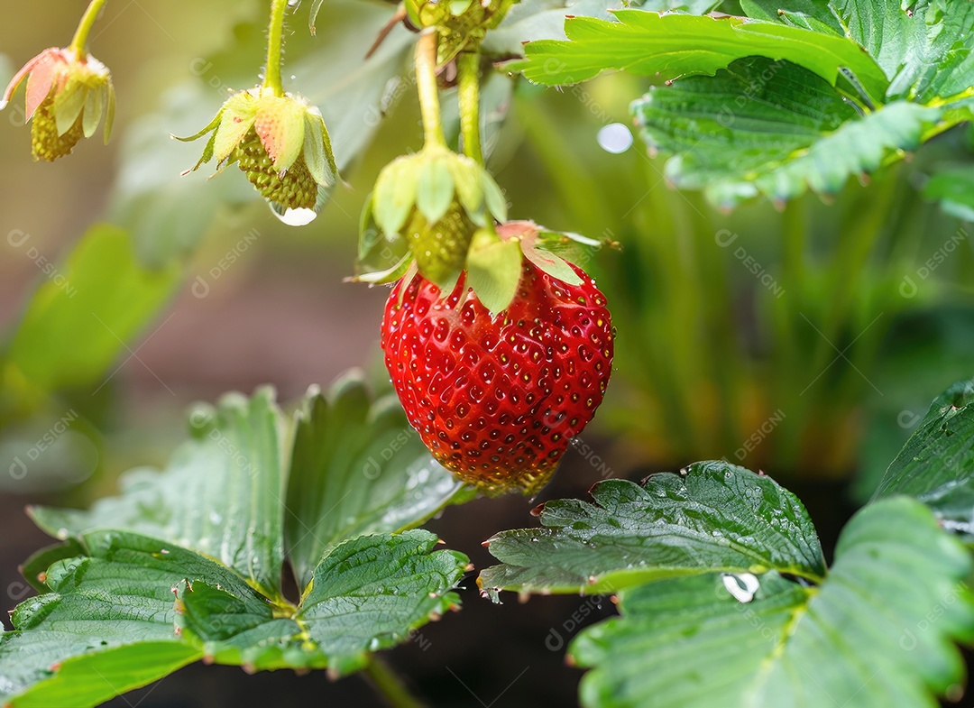 Morango cresce em uma árvore no jardim da colheita