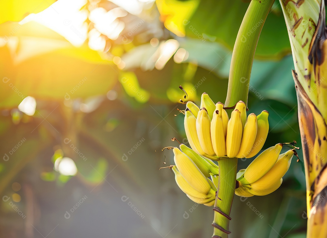 Banana amarela cresce em uma árvore