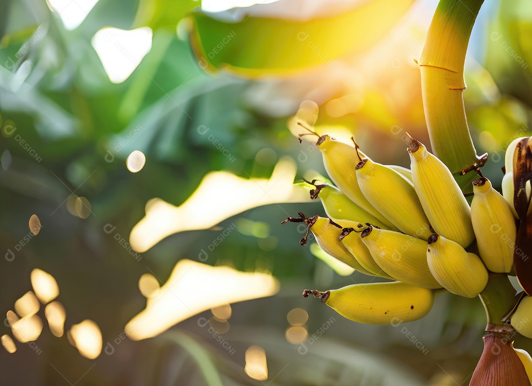 Banana amarela cresce em uma árvore