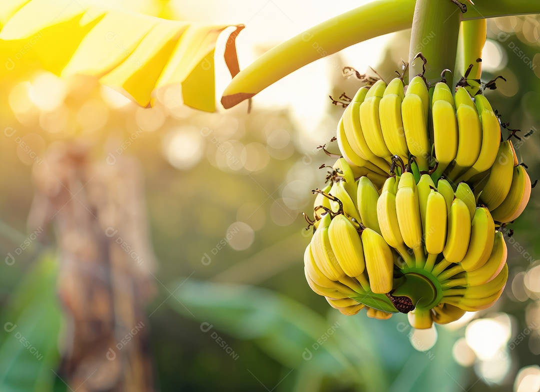 Banana amarela cresce em uma árvore