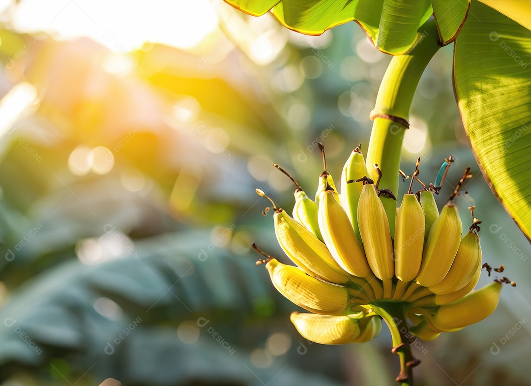 Banana amarela cresce em uma árvore