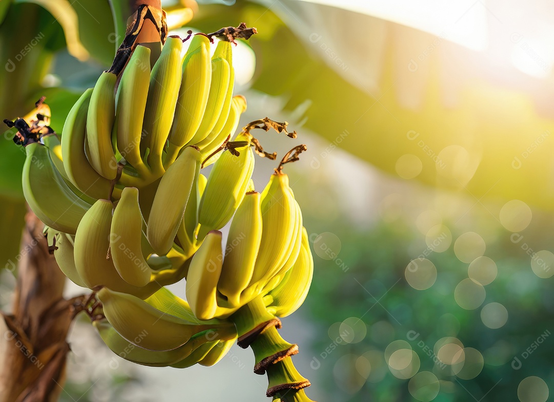 Banana amarela cresce em uma árvore