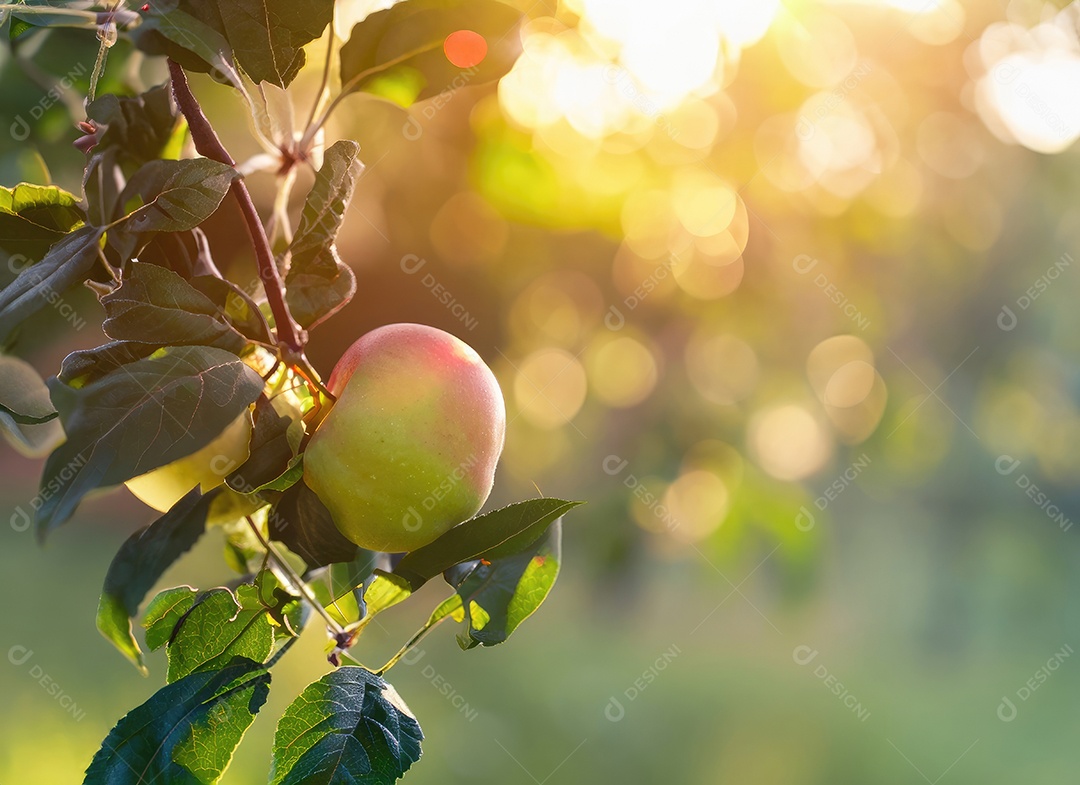 A maçã cresce em uma árvore no jardim da colheita