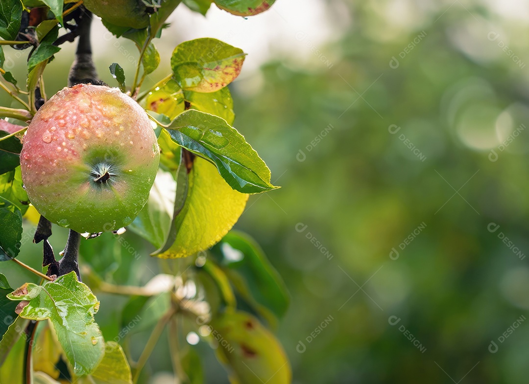 A maçã cresce em uma árvore no jardim da colheita