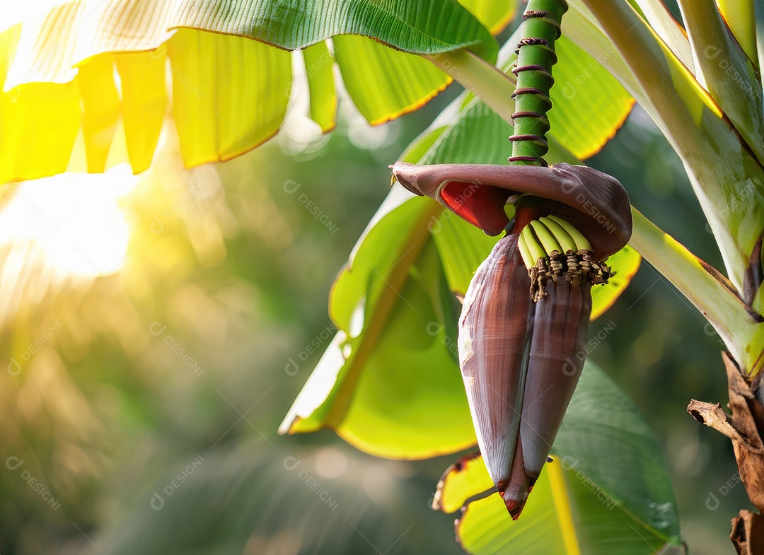 A banana cresce em uma árvore no jardim da colheita