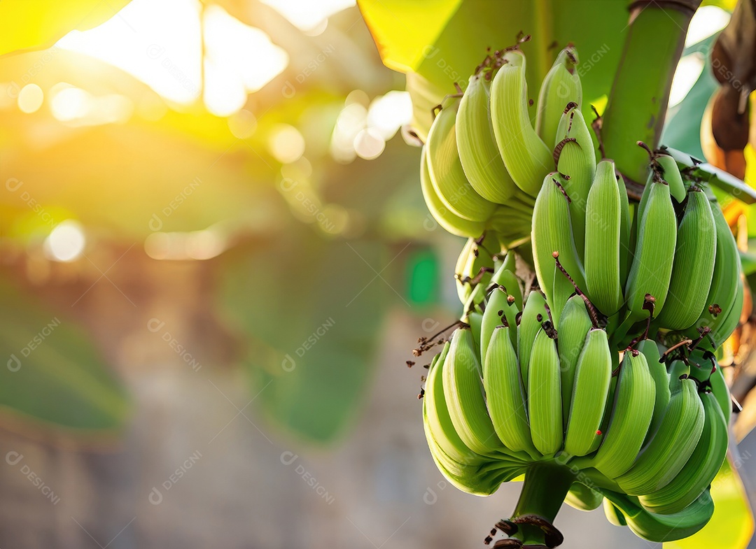 A banana cresce em uma árvore no jardim da colheita