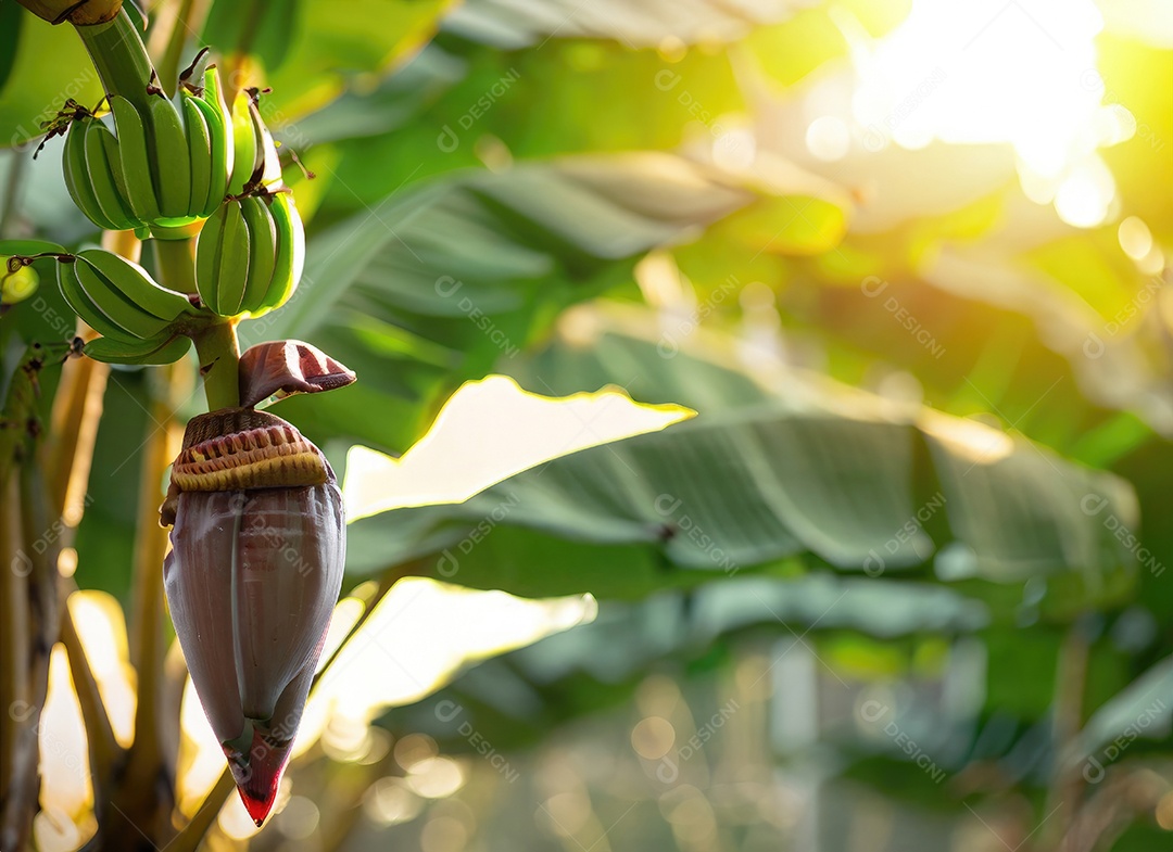 A banana cresce em uma árvore no jardim da colheita