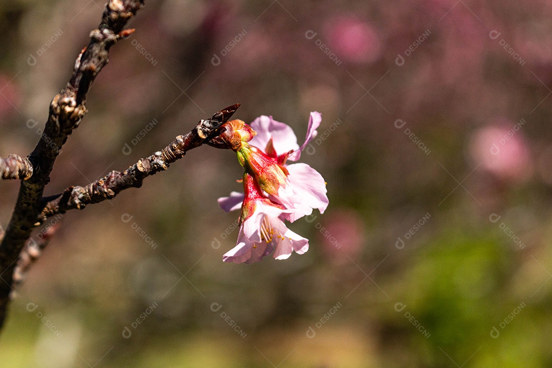 Flor murcha na árvore
