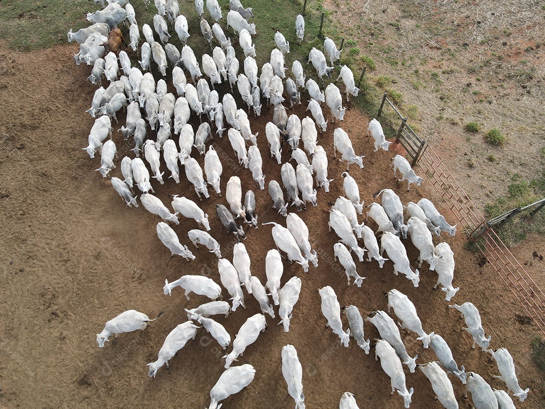 Bezerros presos no curral