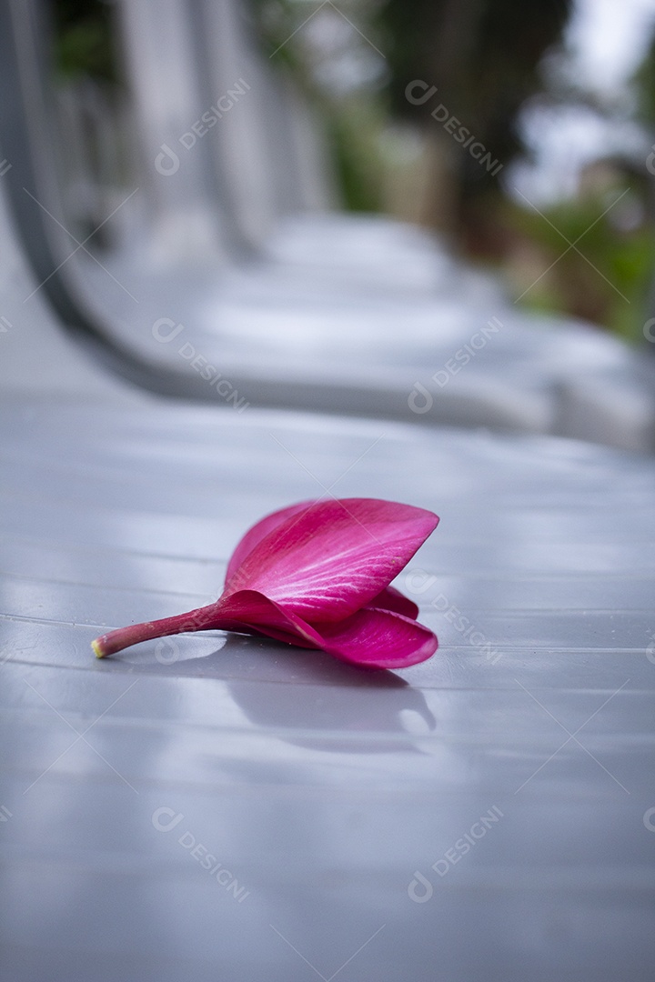 Lindas flores sobre fundo desfocado