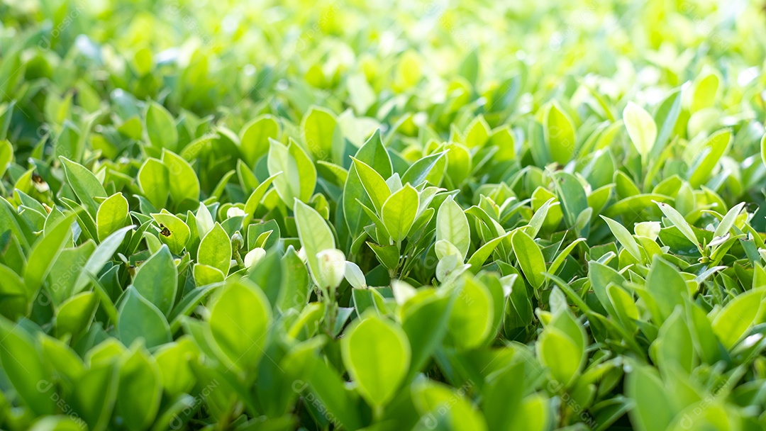Árvores verdes frescas chamadas fundo de folha coreana Banyan. parede de árvore, cenário de folhas de árvore