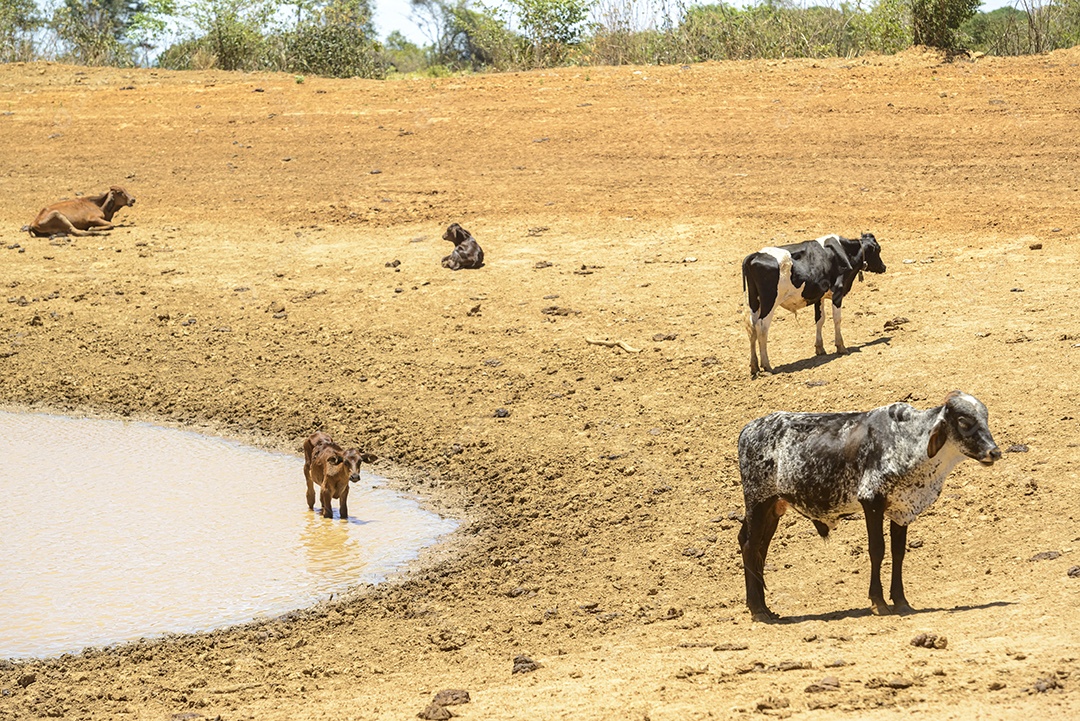 Gado em busca de água em poço lamacento devido à seca no sertão pernambucano