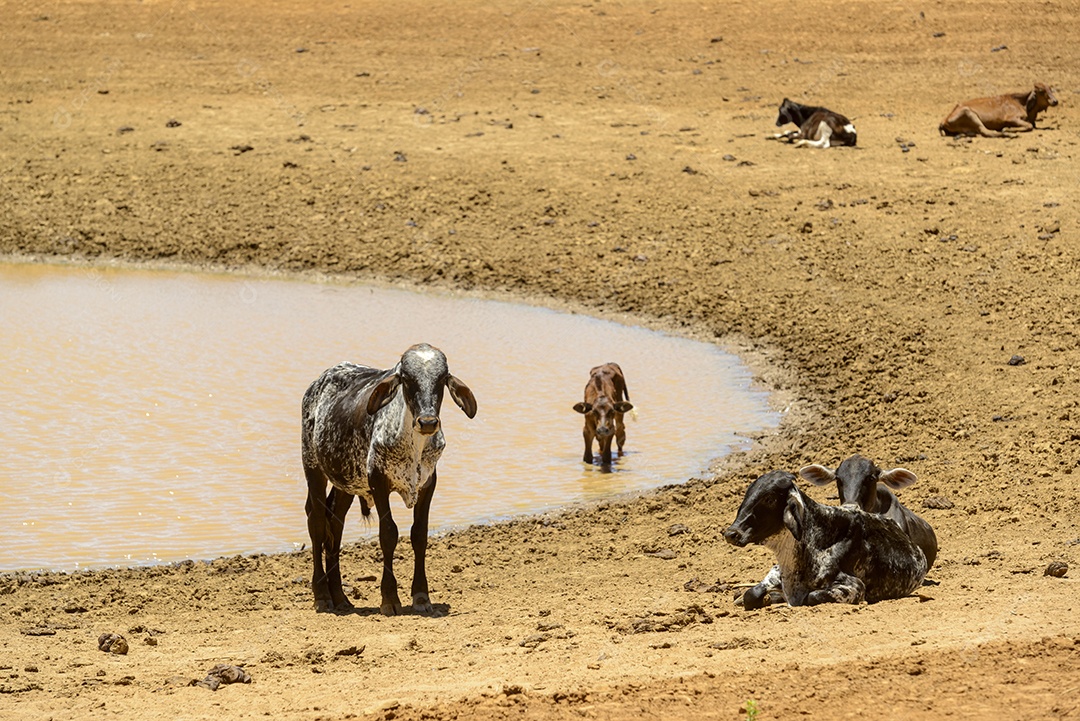 Gado em busca de água em poço lamacento devido à seca no sertão pernambucano