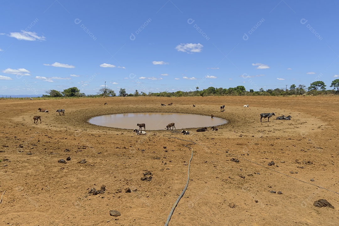 Gado em busca de água em poço lamacento devido à seca no sertão pernambucano