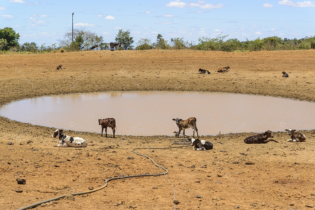 Gado em busca de água em poço lamacento devido à seca no sertão pernambucano