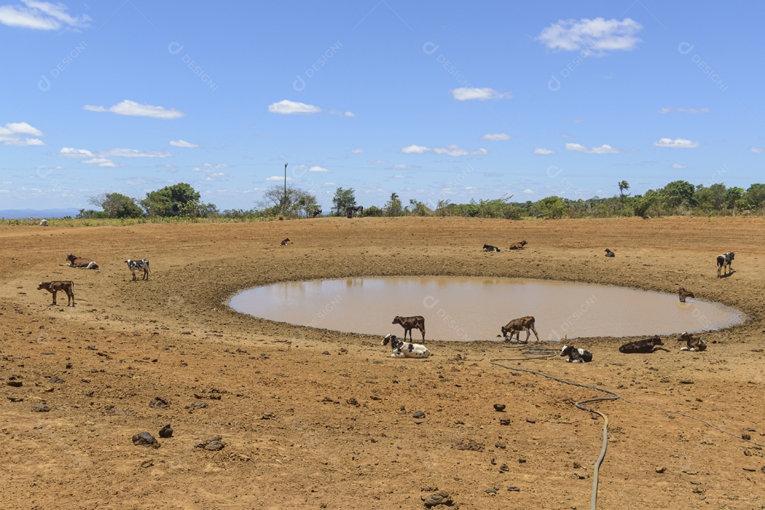 Gado em busca de água em poço lamacento devido à seca no sertão pernambucano