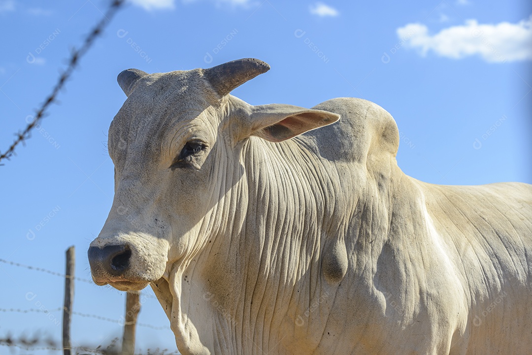 Gado Nelore. Bois em primeiro plano. A pecuária brasileira.