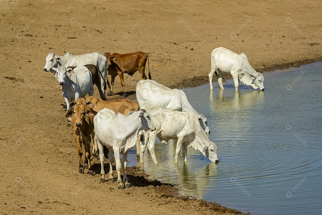 Gado bebendo água em um pequeno lago