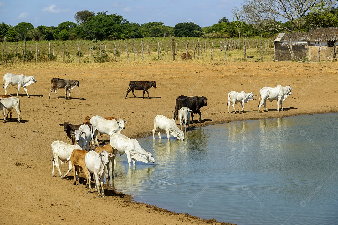Gado bebendo água em um pequeno lago