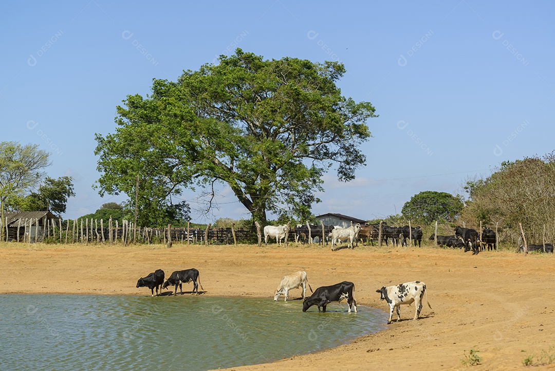 Gado bebendo água em um pequeno lago