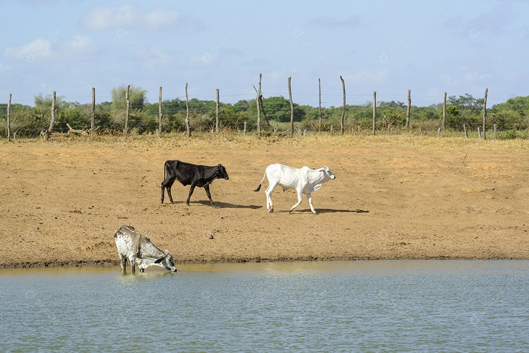 Gado bebendo água em um pequeno lago