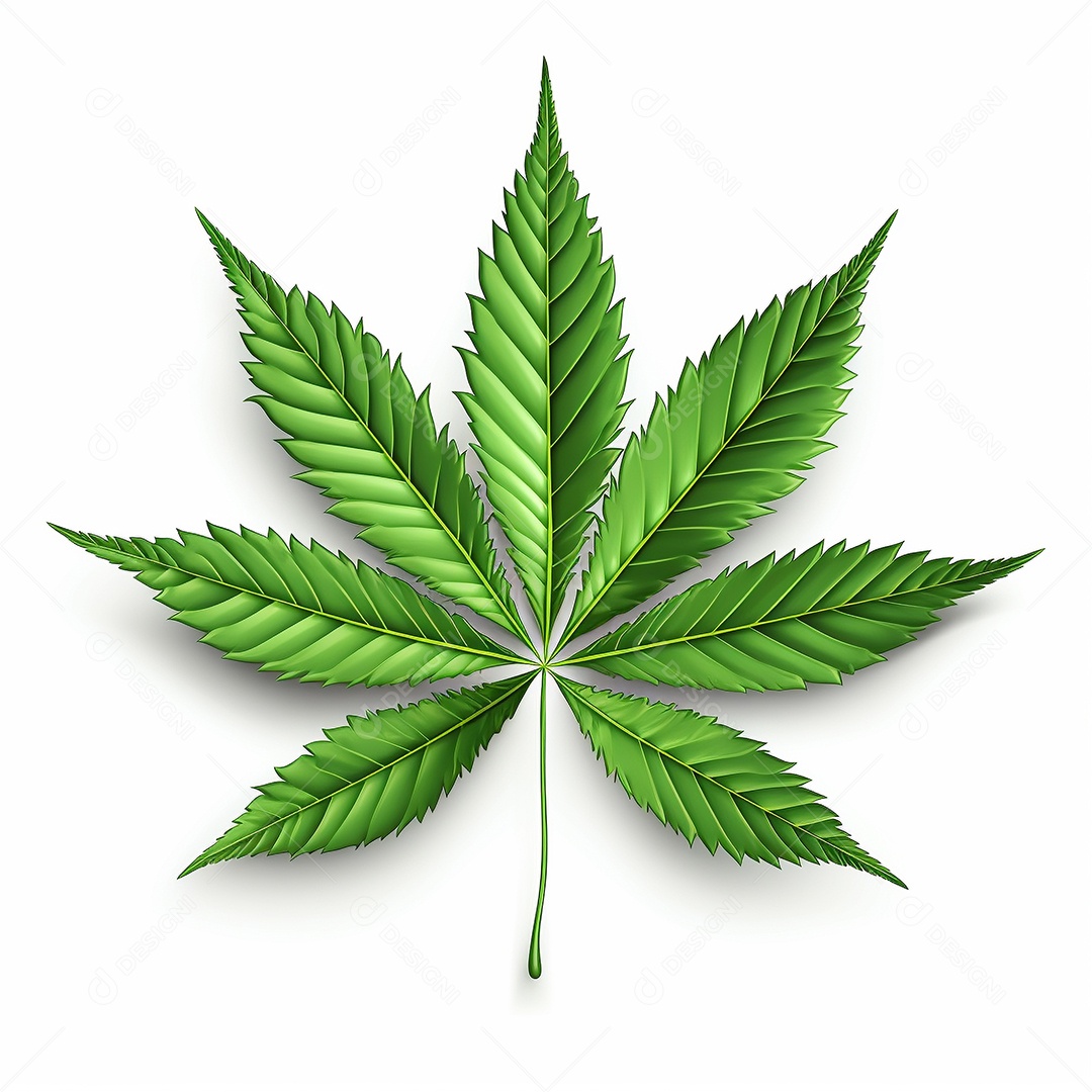 Ilustração vetorial de uma maconha realista de sete folhas