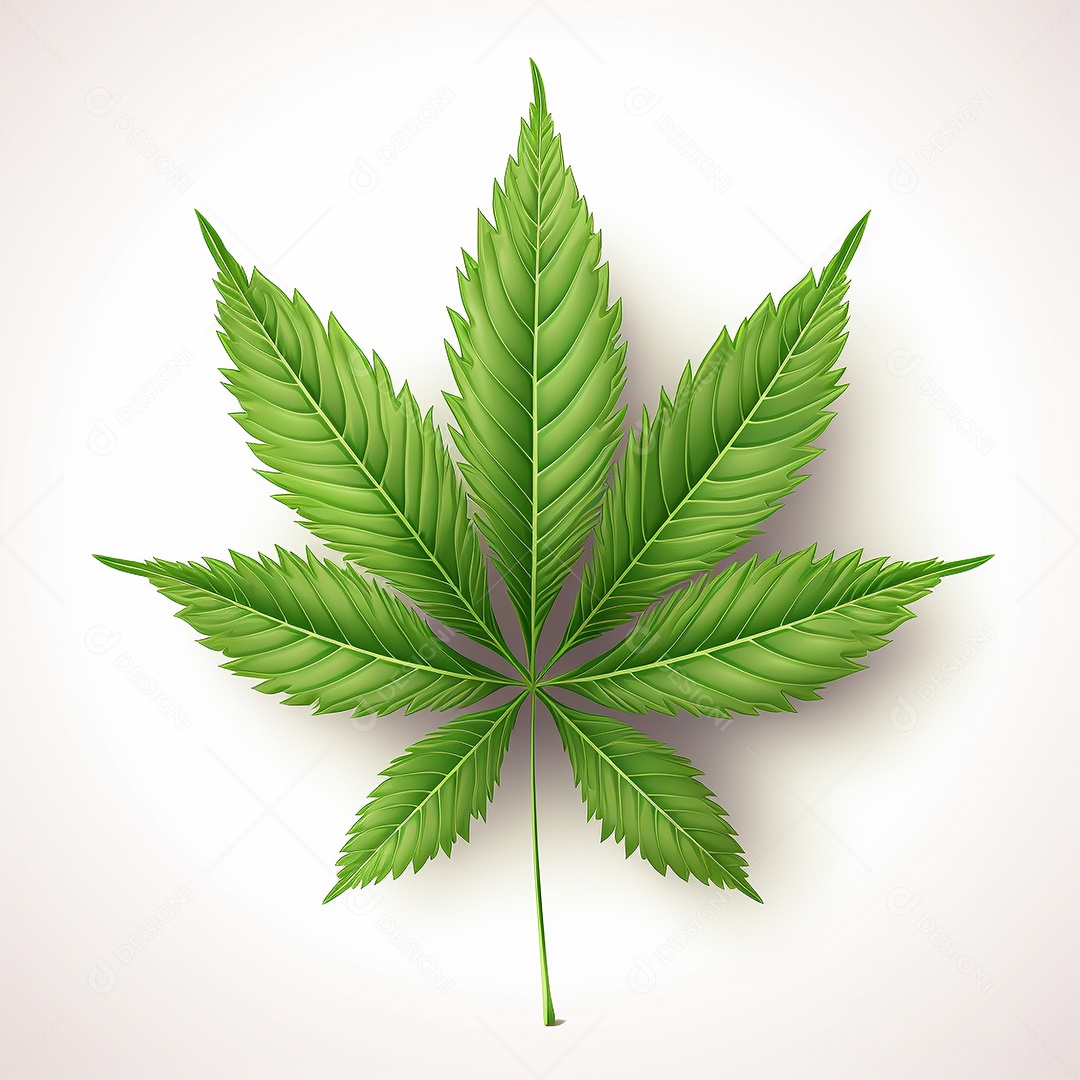 Ilustração vetorial de uma maconha realista de sete folhas