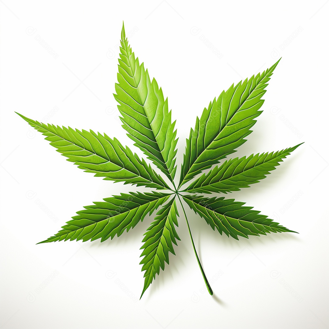 Ilustração vetorial de uma maconha realista de sete folhas