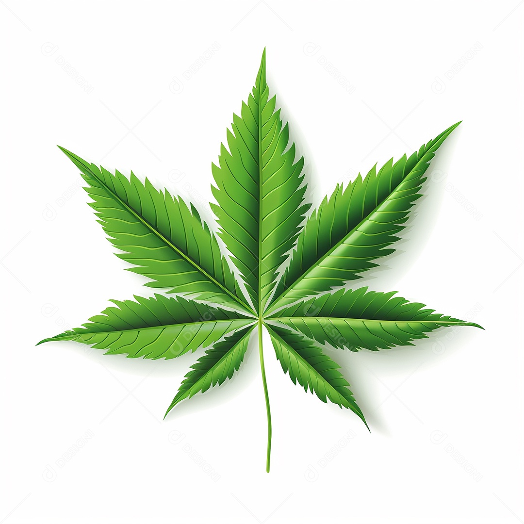 Ilustração vetorial de uma maconha realista de sete folhas