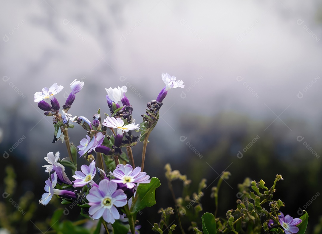 Flores brancas e roxas do vaga-lume, fundo nebuloso, nublado, preto e azul e branco