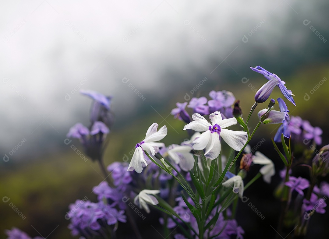 Flores brancas e roxas do vaga-lume, fundo nebuloso, nublado, preto e azul e branco