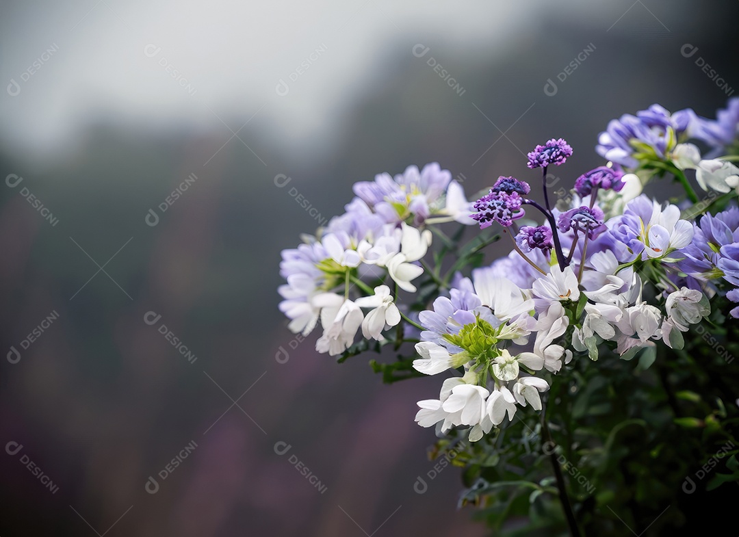 Flores brancas e roxas do vaga-lume, fundo nebuloso, nublado, preto e azul e branco