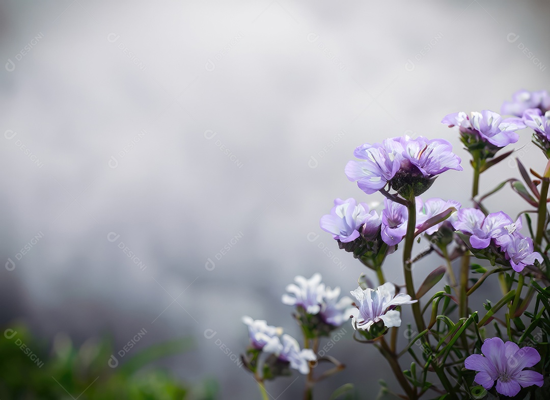 Flores brancas e roxas do vaga-lume, fundo nebuloso, nublado, preto e azul e branco