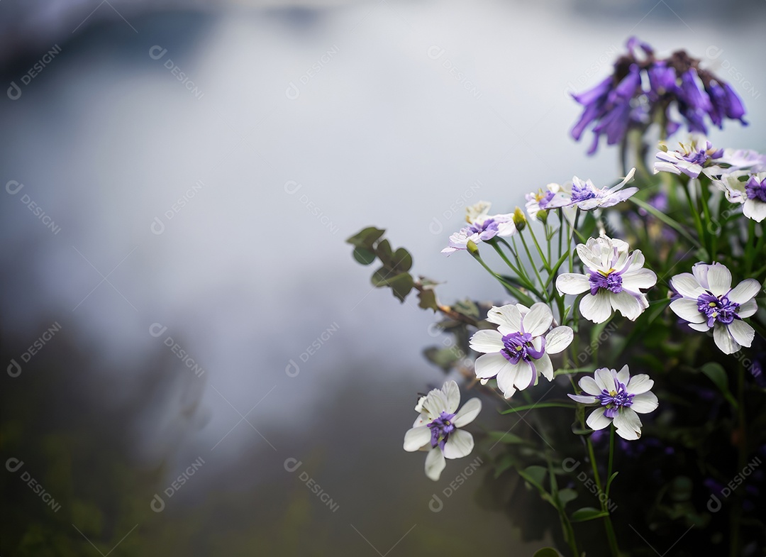Flores brancas e roxas do vaga-lume, fundo nebuloso, nublado, preto e azul e branco