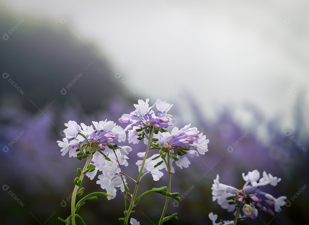 Firefly white and purple flowers, foggy, cloudy, black and blue and white background, dof, with copy (7)