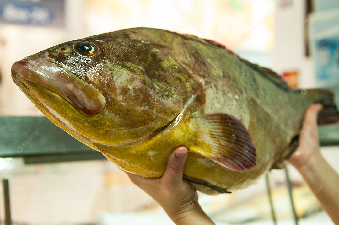 Mãos de pessoa segurando Peixe fresco