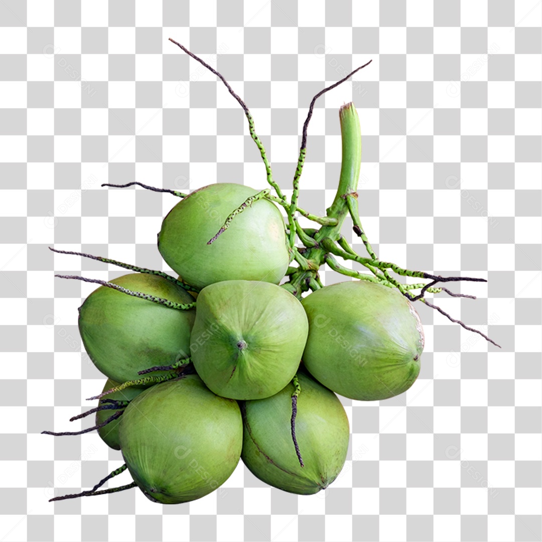 Frutas Coco PNG Transparente