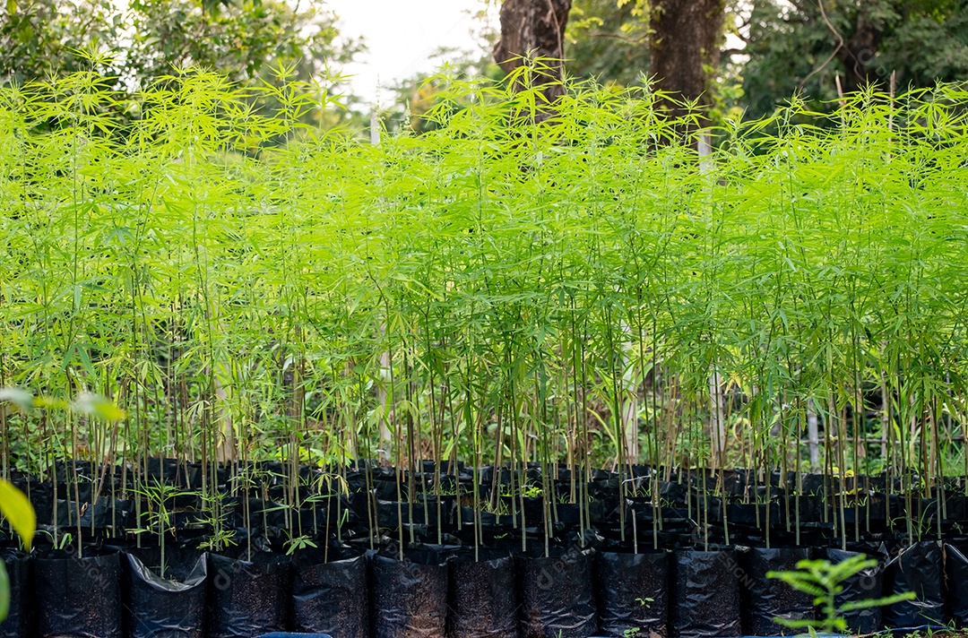 Mudas de cannabis em sacos de viveiro em viveiros com cultivo orgânico ao ar livre,prontas para plantio e propagação.