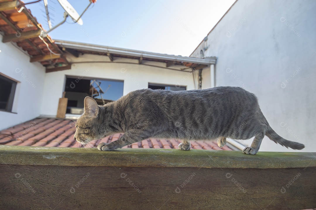 Gato cinza com listras pretas e olhos verdes, animal de estimação em casa.