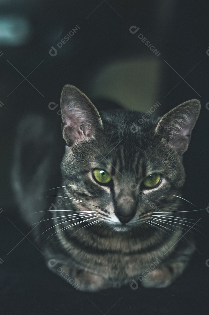 Gato cinza com listras pretas e olhos verdes, animal de estimação em casa.