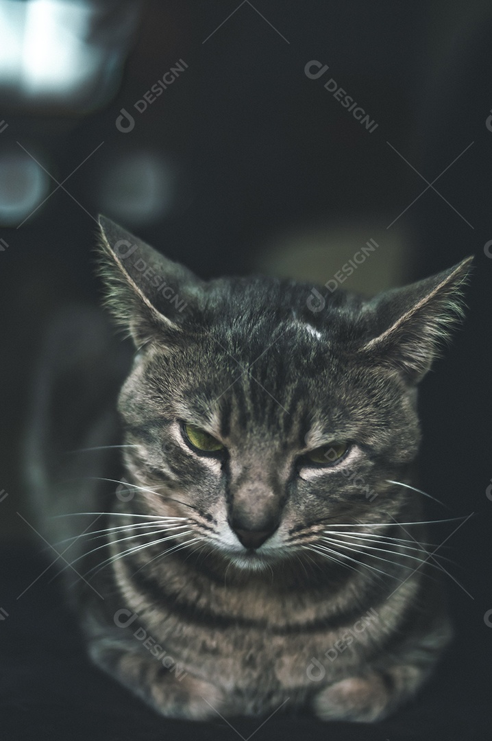 Gato cinza com listras pretas e olhos verdes, animal de estimação em casa.