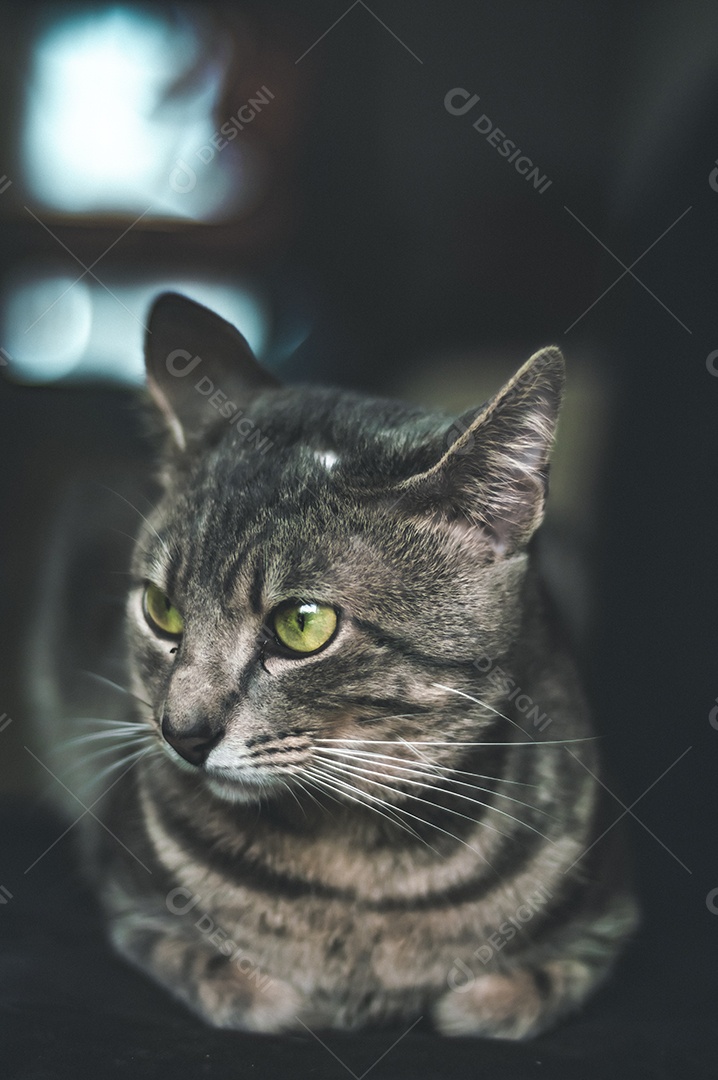 Gato cinza com listras pretas e olhos verdes, animal de estimação em casa.