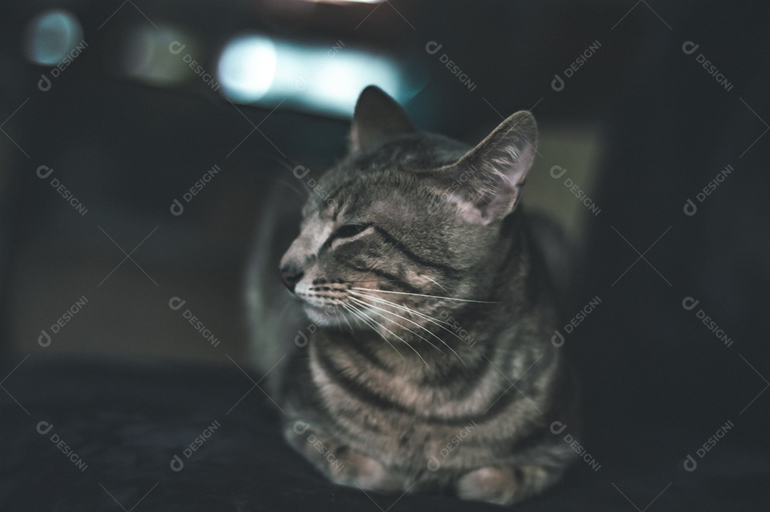 Gato cinza com listras pretas e olhos verdes, animal de estimação em casa.