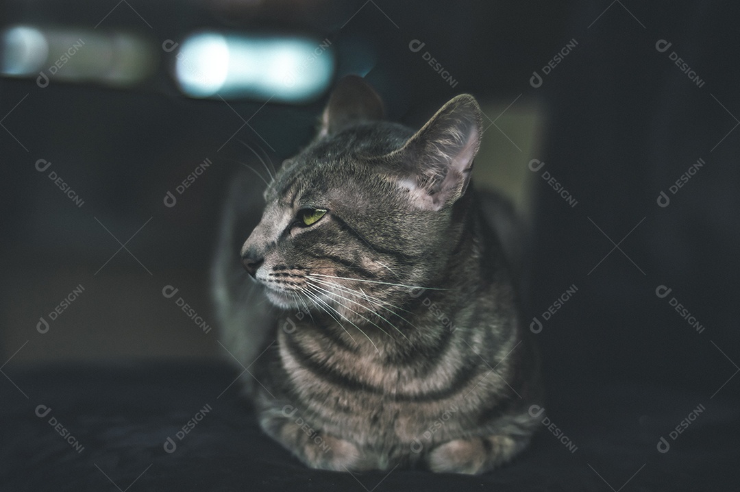 Gato cinza com listras pretas e olhos verdes, animal de estimação em casa.