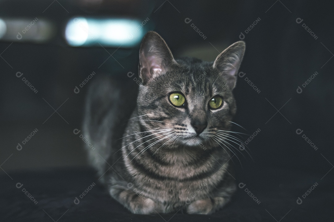 Gato cinza com listras pretas e olhos verdes, animal de estimação em casa.