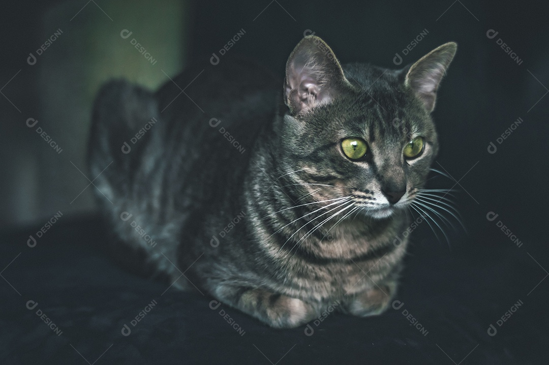 Gato cinza com listras pretas e olhos verdes, animal de estimação em casa.